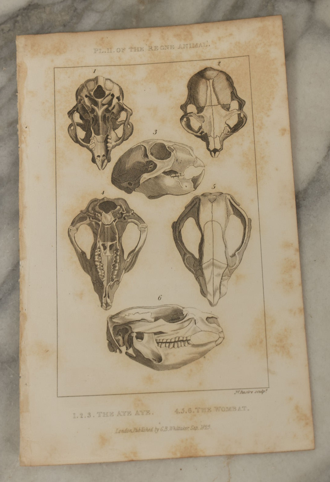 Lot 065 - Grouping Of 21 Antique Engravings Of Bones, Skeletons Horns, Including Human Skull, Chimpanzee, Circa 1827