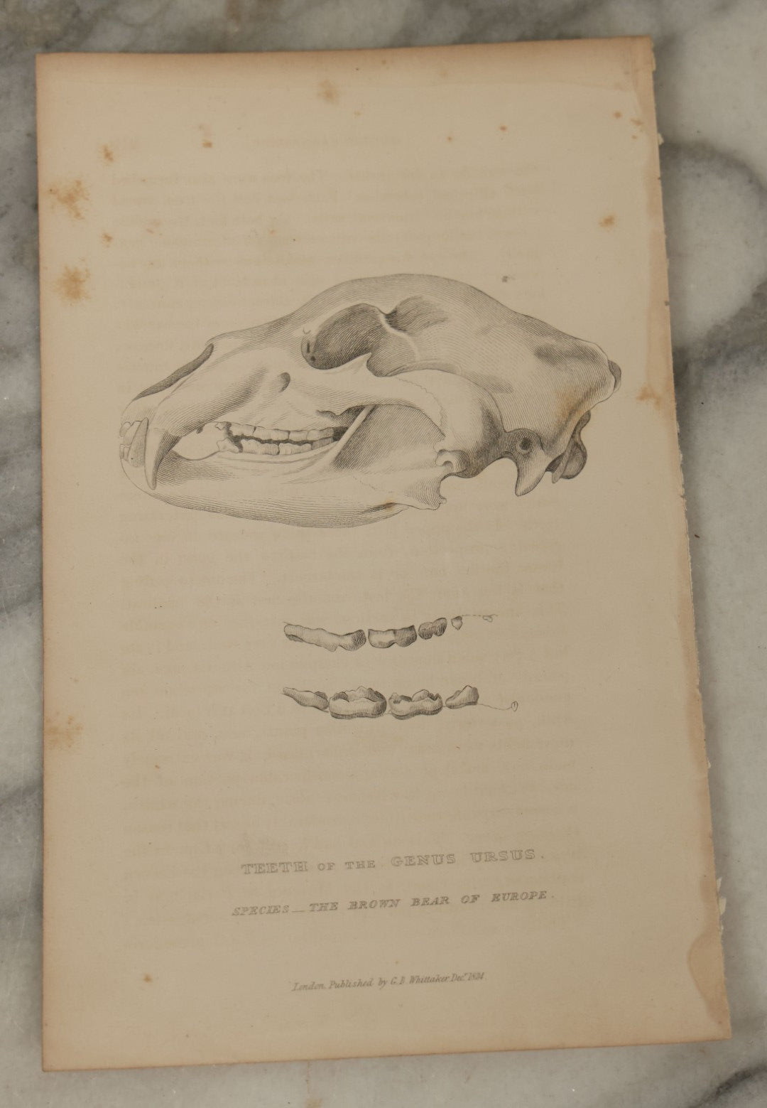 Lot 065 - Grouping Of 21 Antique Engravings Of Bones, Skeletons Horns, Including Human Skull, Chimpanzee, Circa 1827