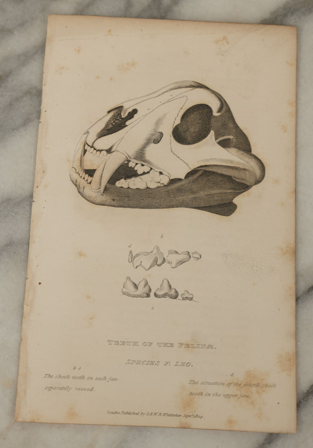 Lot 065 - Grouping Of 21 Antique Engravings Of Bones, Skeletons Horns, Including Human Skull, Chimpanzee, Circa 1827