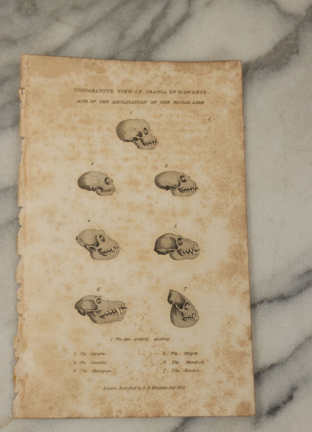 Lot 065 - Grouping Of 21 Antique Engravings Of Bones, Skeletons Horns, Including Human Skull, Chimpanzee, Circa 1827