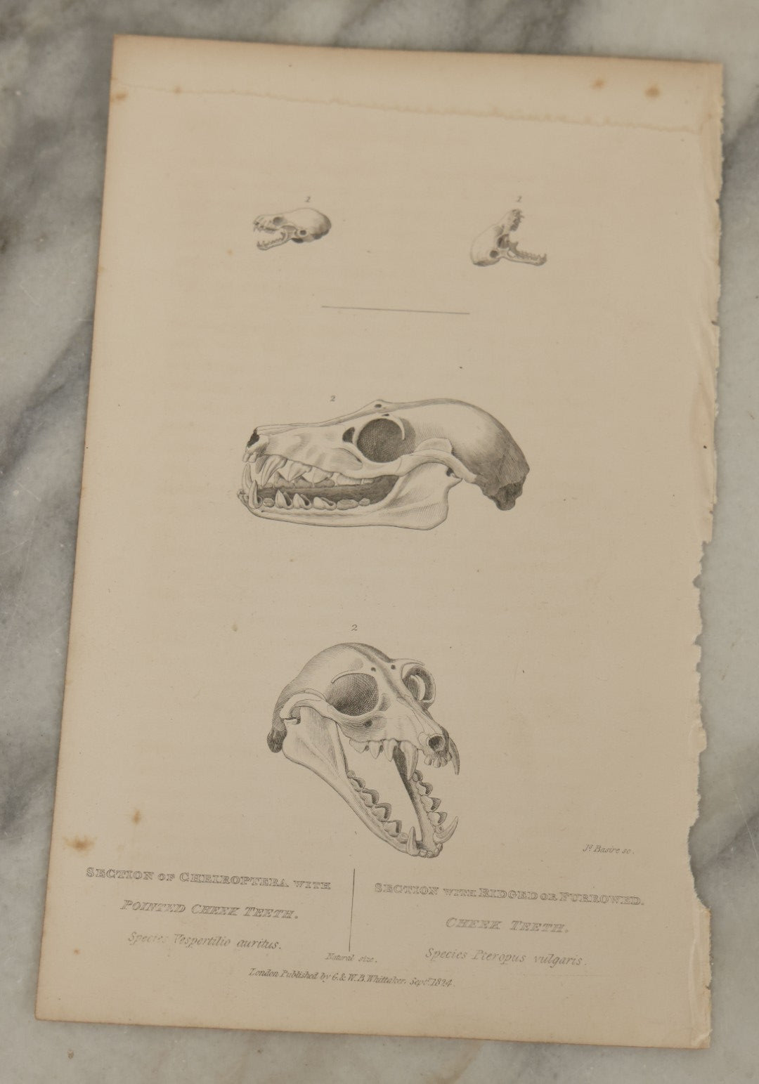 Lot 065 - Grouping Of 21 Antique Engravings Of Bones, Skeletons Horns, Including Human Skull, Chimpanzee, Circa 1827