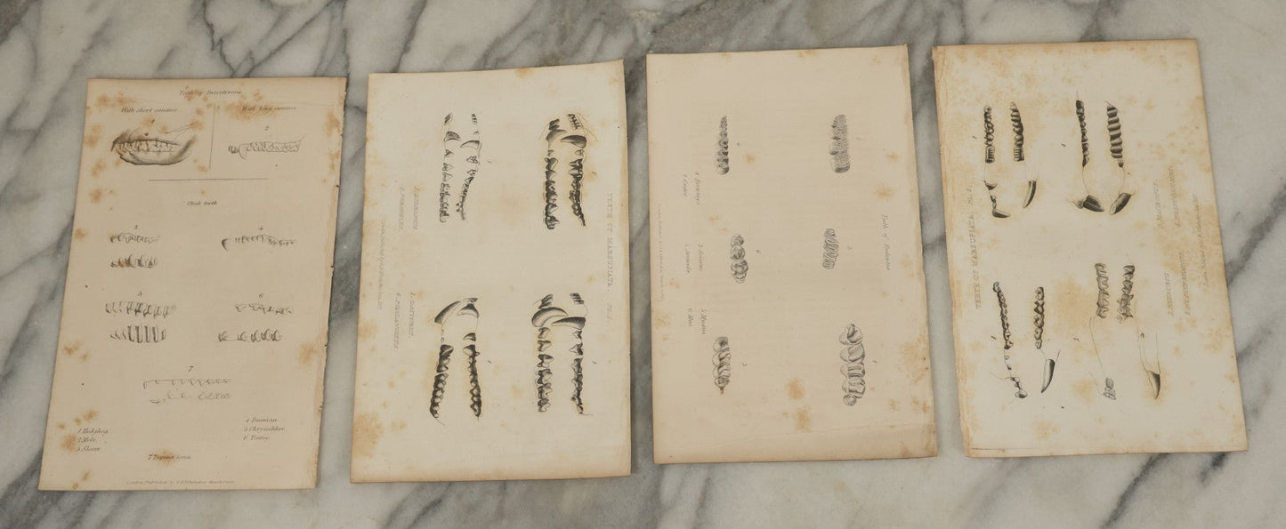 Lot 065 - Grouping Of 21 Antique Engravings Of Bones, Skeletons Horns, Including Human Skull, Chimpanzee, Circa 1827