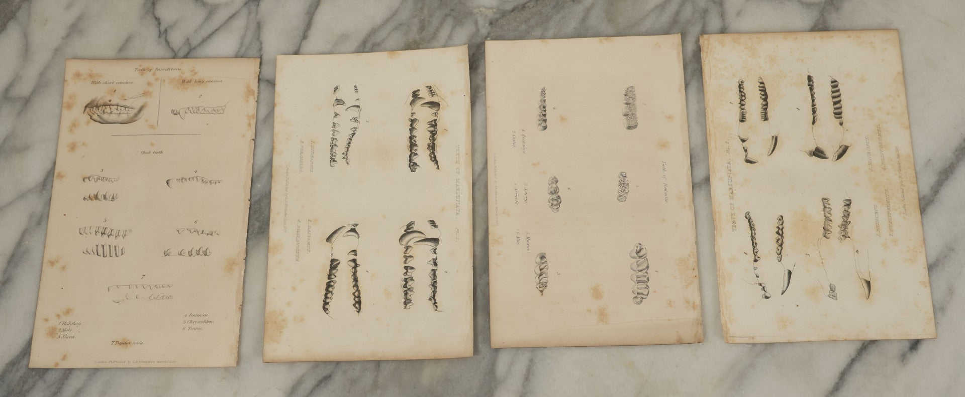 Lot 065 - Grouping Of 21 Antique Engravings Of Bones, Skeletons Horns, Including Human Skull, Chimpanzee, Circa 1827