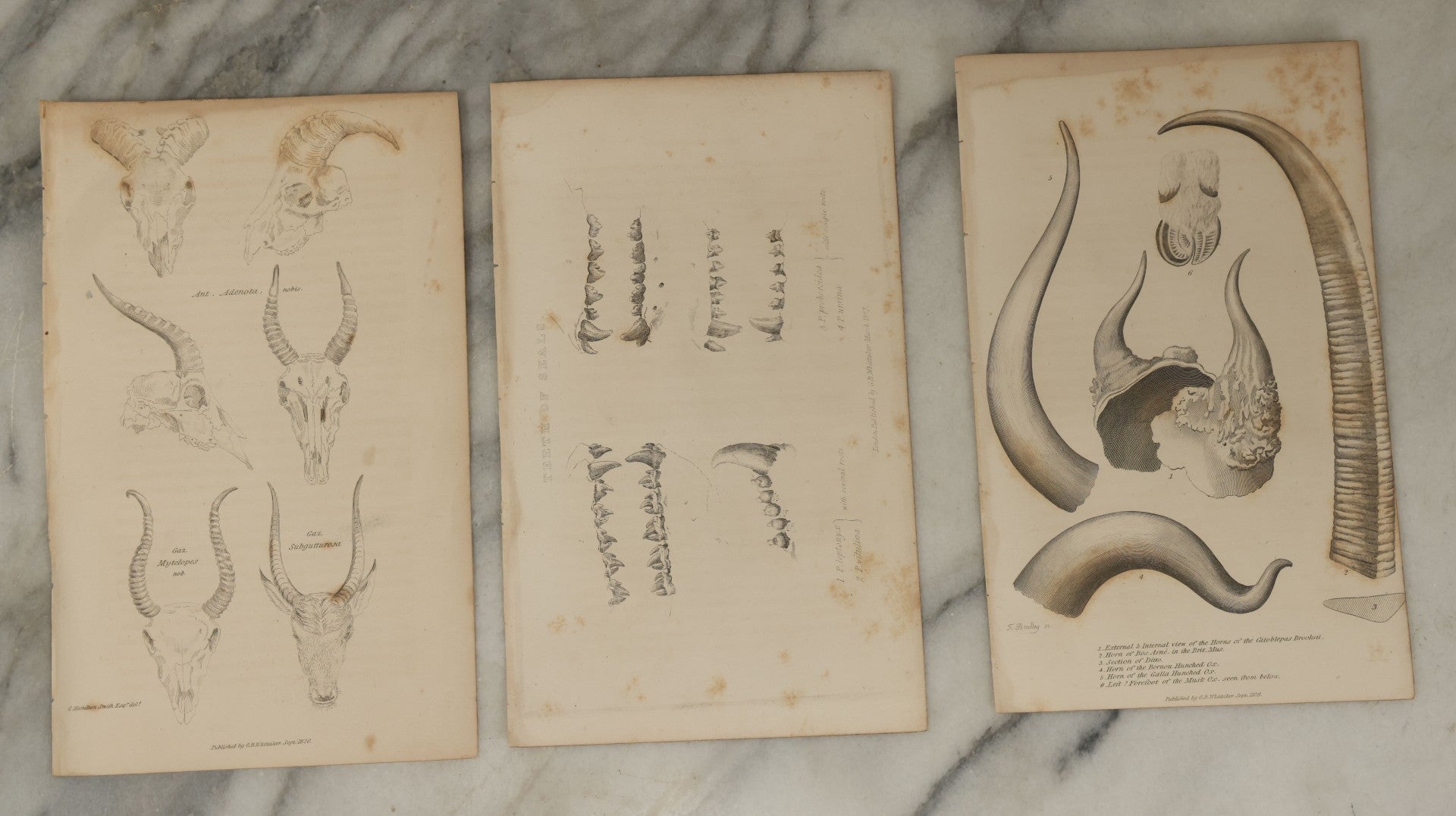 Lot 065 - Grouping Of 21 Antique Engravings Of Bones, Skeletons Horns, Including Human Skull, Chimpanzee, Circa 1827