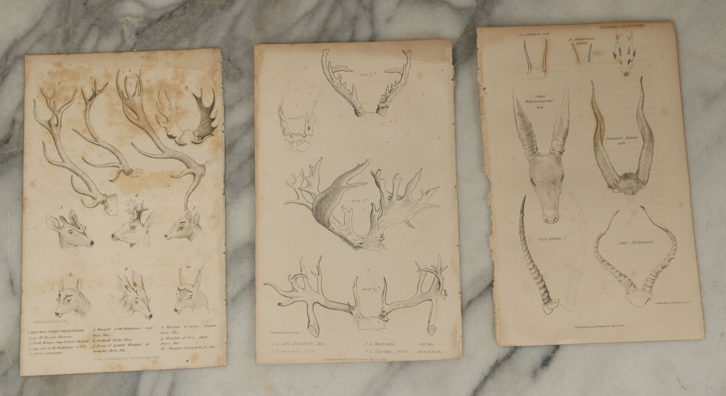Lot 065 - Grouping Of 21 Antique Engravings Of Bones, Skeletons Horns, Including Human Skull, Chimpanzee, Circa 1827