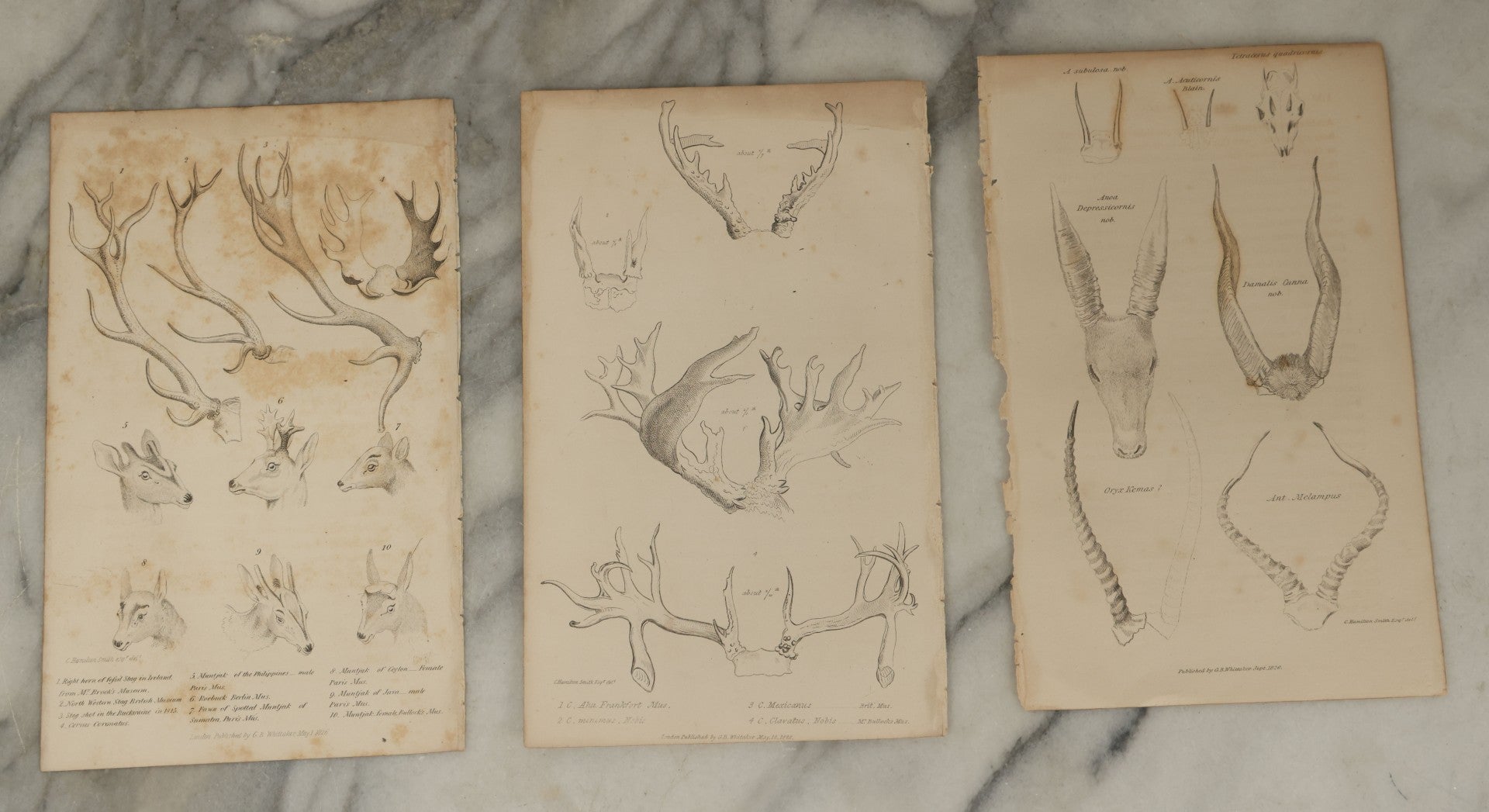 Lot 065 - Grouping Of 21 Antique Engravings Of Bones, Skeletons Horns, Including Human Skull, Chimpanzee, Circa 1827