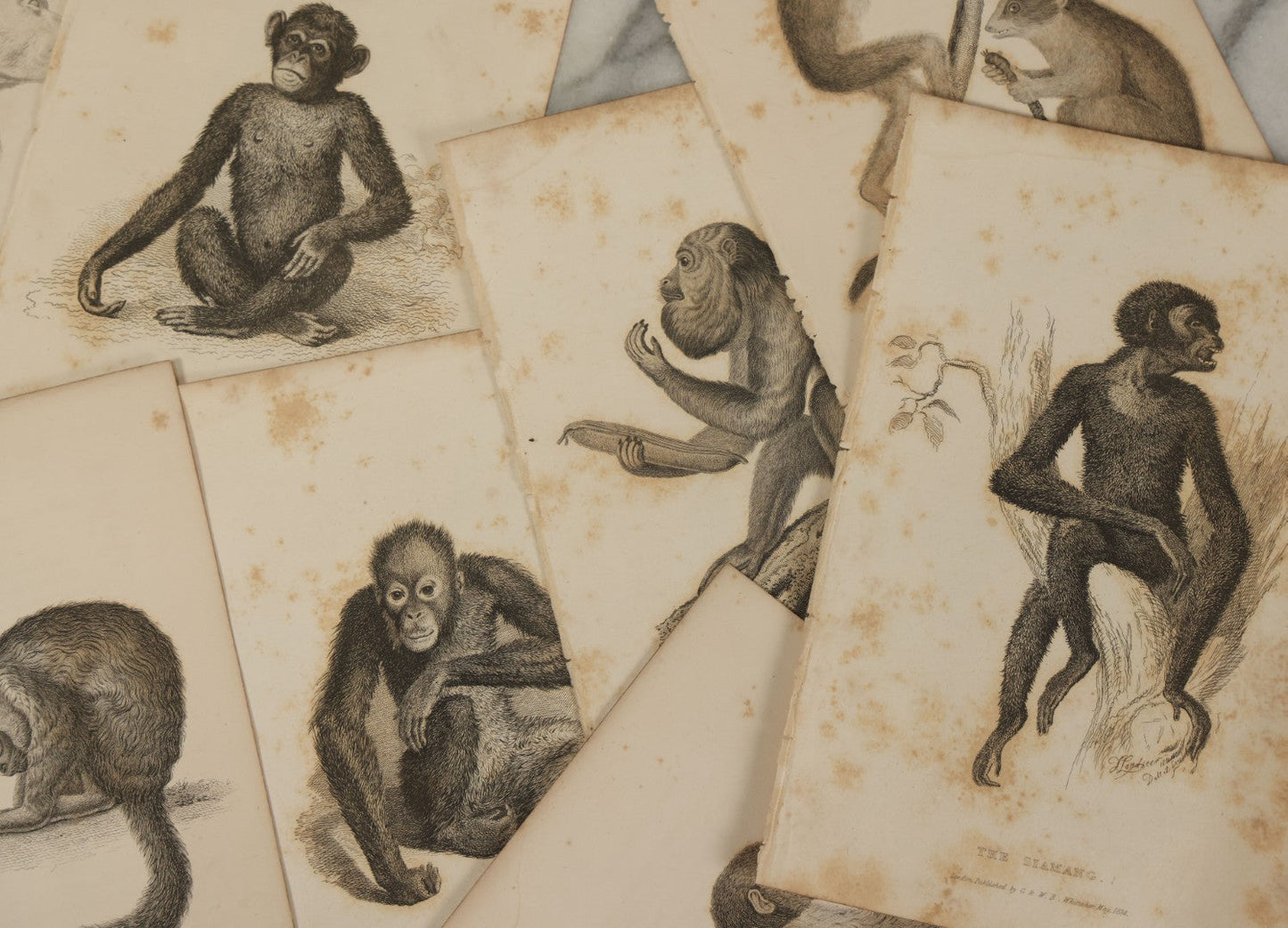 Lot 067 - Grouping Of 10 Antique Engravings Of Primates And Monkeys, Circa 1827