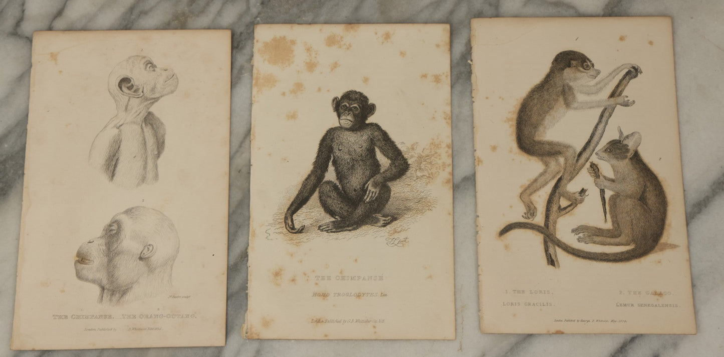 Lot 067 - Grouping Of 10 Antique Engravings Of Primates And Monkeys, Circa 1827