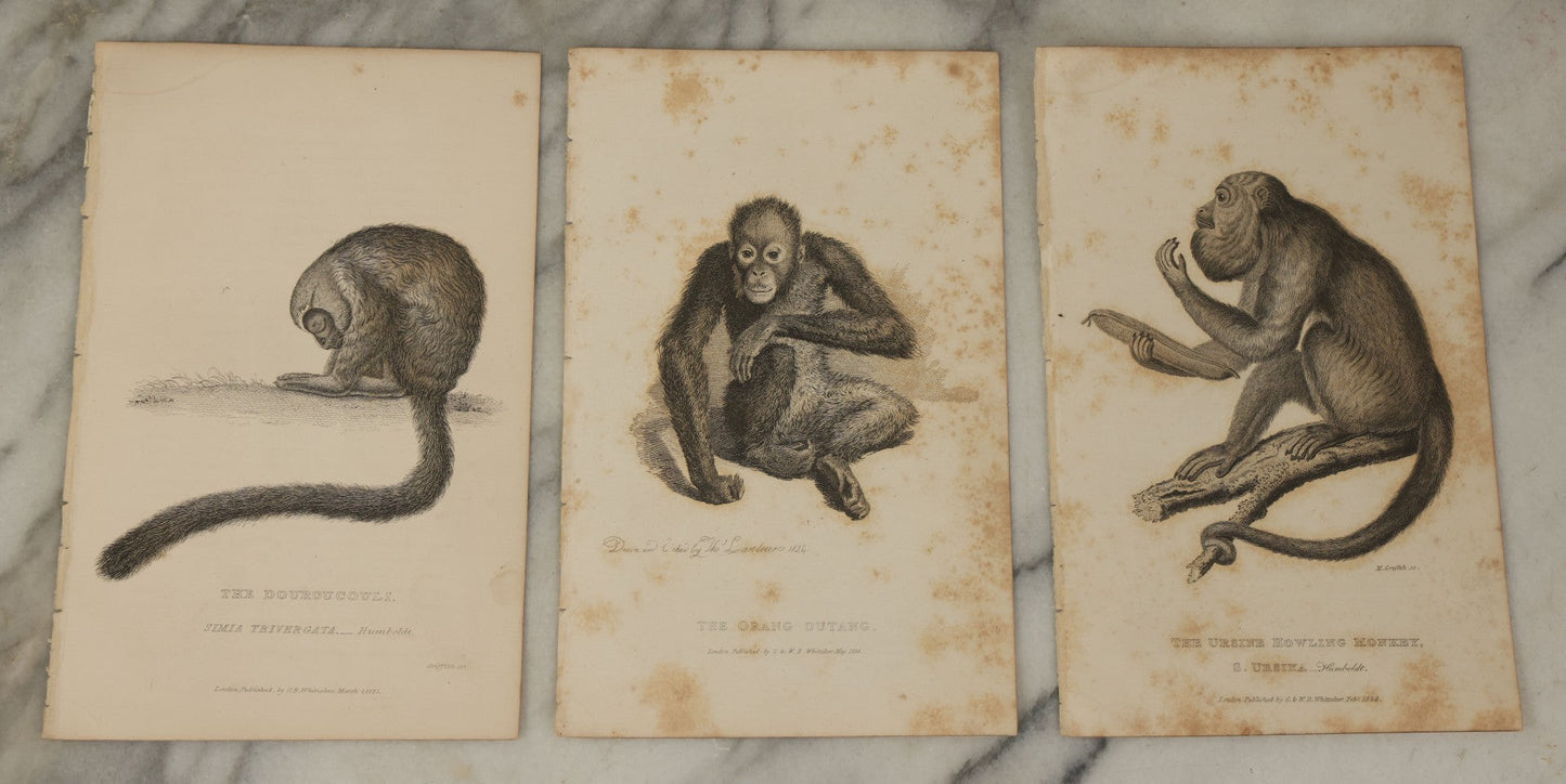 Lot 067 - Grouping Of 10 Antique Engravings Of Primates And Monkeys, Circa 1827