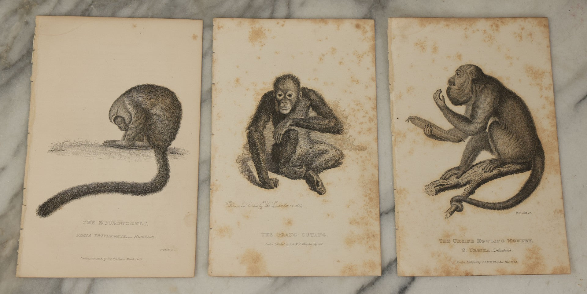 Lot 067 - Grouping Of 10 Antique Engravings Of Primates And Monkeys, Circa 1827