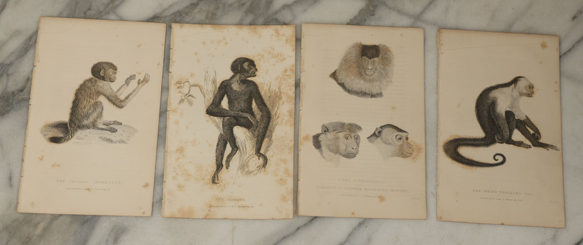Lot 067 - Grouping Of 10 Antique Engravings Of Primates And Monkeys, Circa 1827