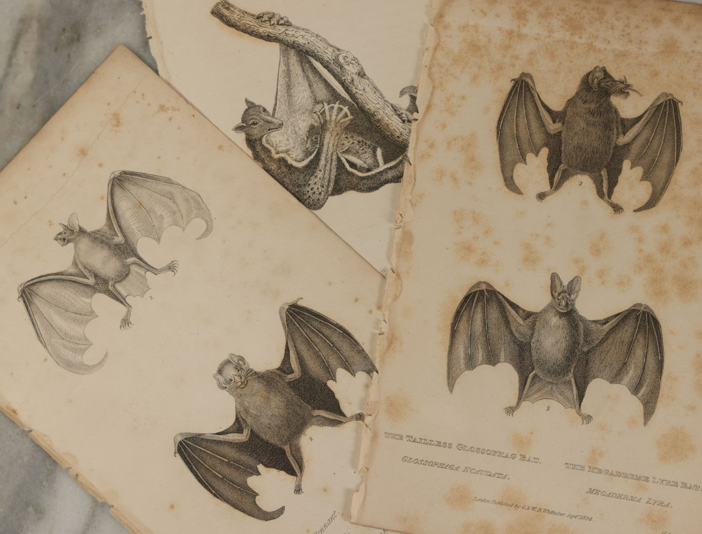 Lot 068 - Grouping Of 3 Antique Engravings Of Bats, Circa 1827
