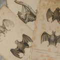 Lot 068 - Grouping Of 3 Antique Engravings Of Bats, Circa 1827