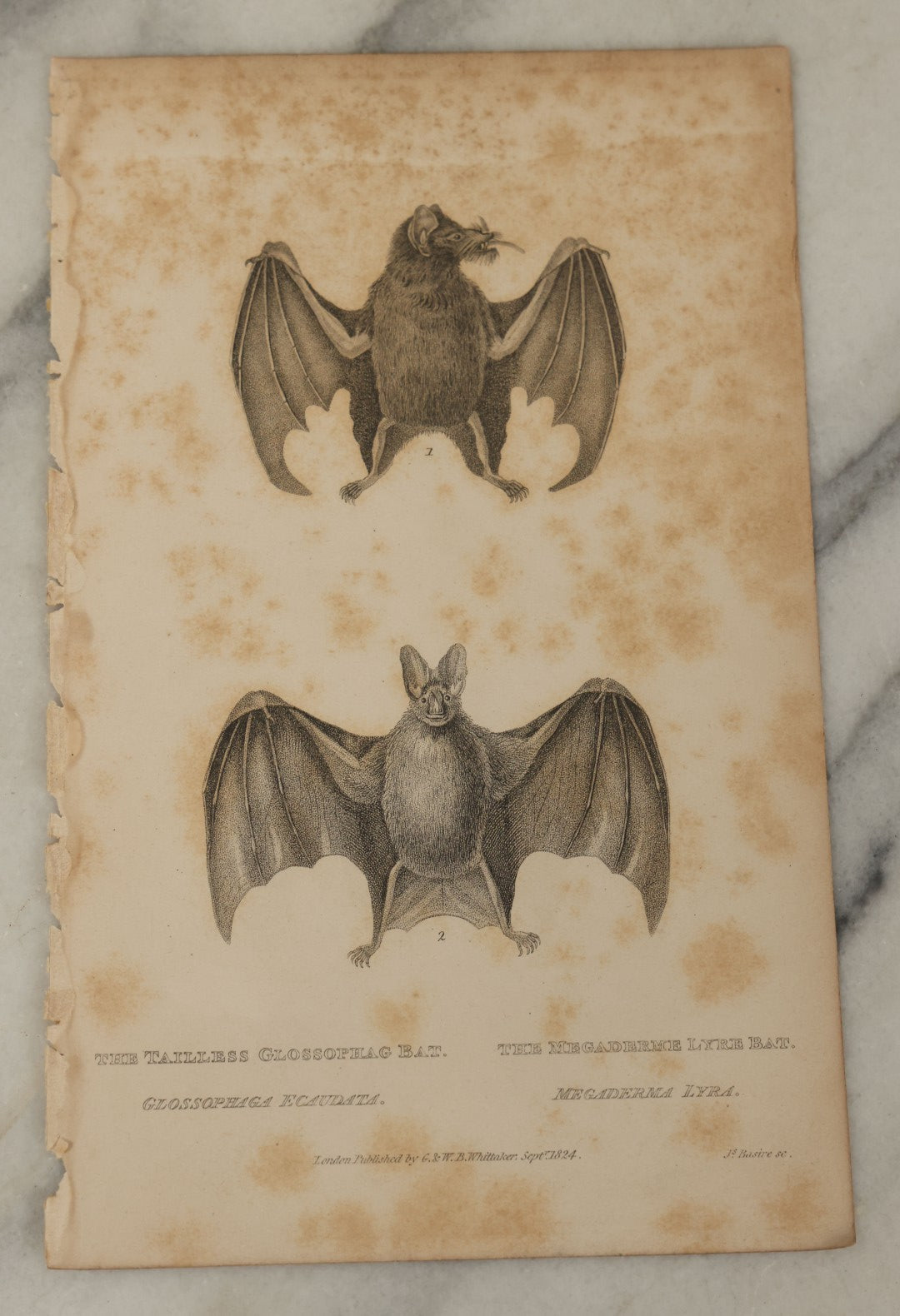 Lot 068 - Grouping Of 3 Antique Engravings Of Bats, Circa 1827