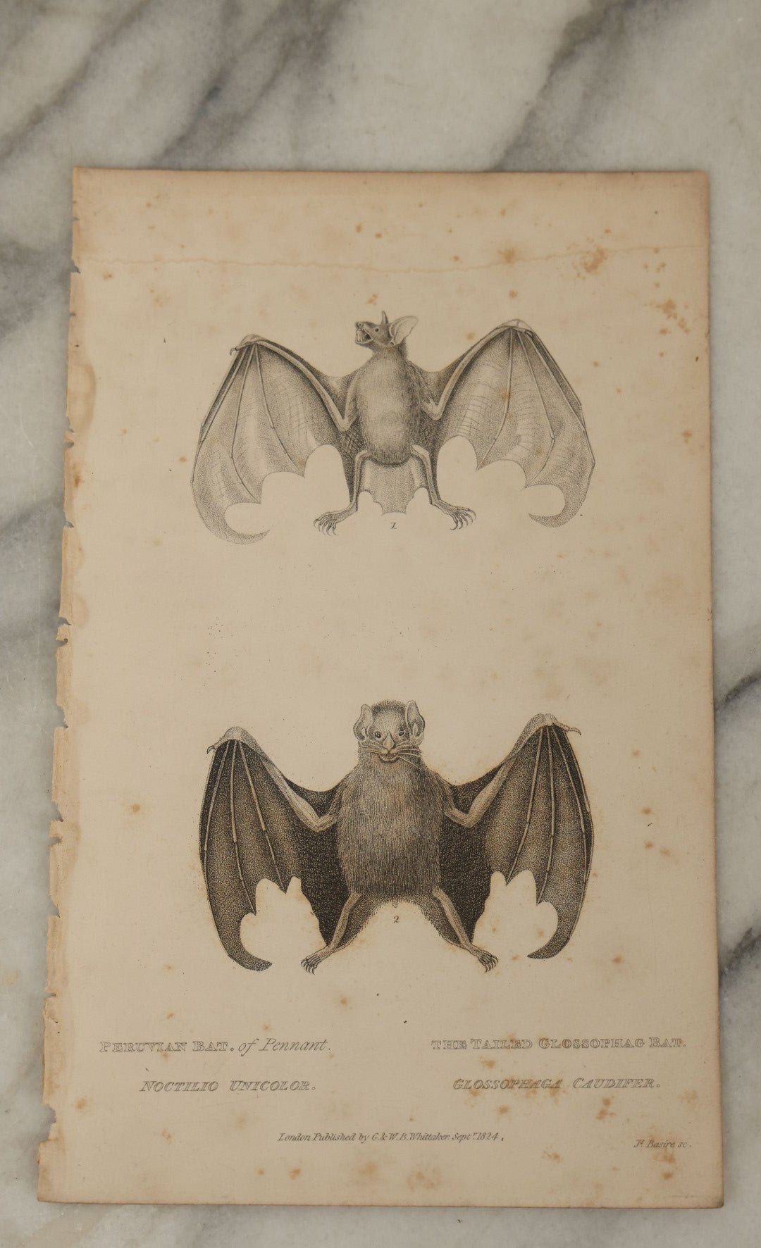 Lot 068 - Grouping Of 3 Antique Engravings Of Bats, Circa 1827