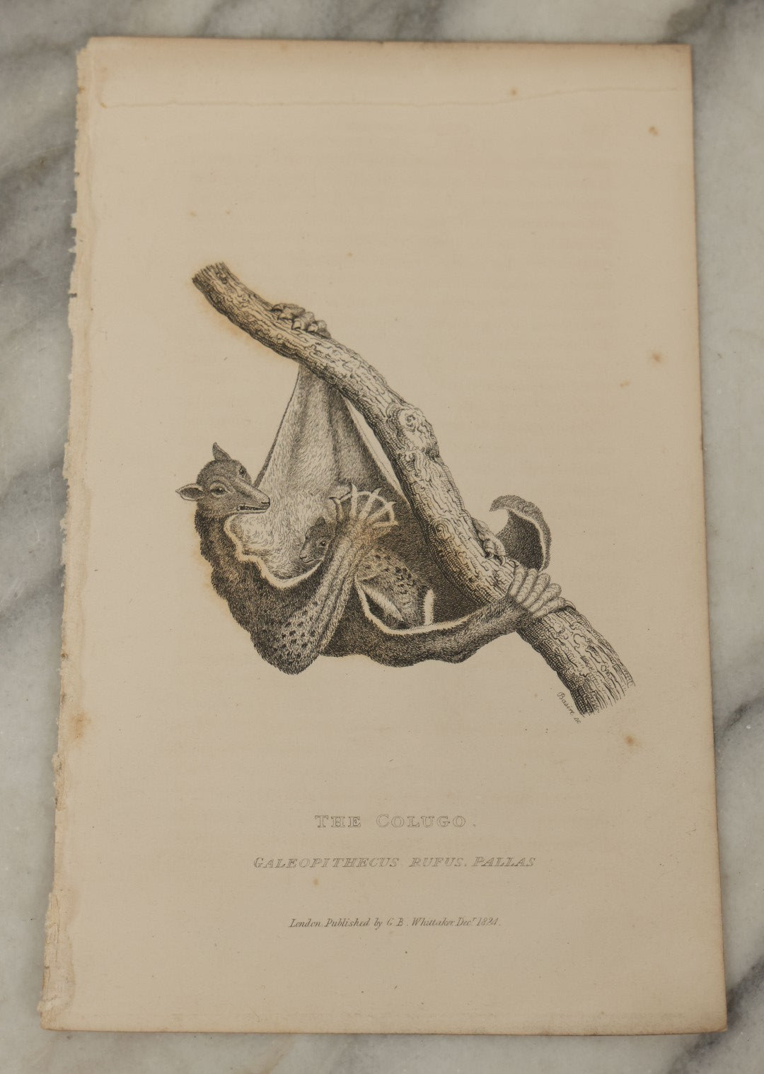 Lot 068 - Grouping Of 3 Antique Engravings Of Bats, Circa 1827