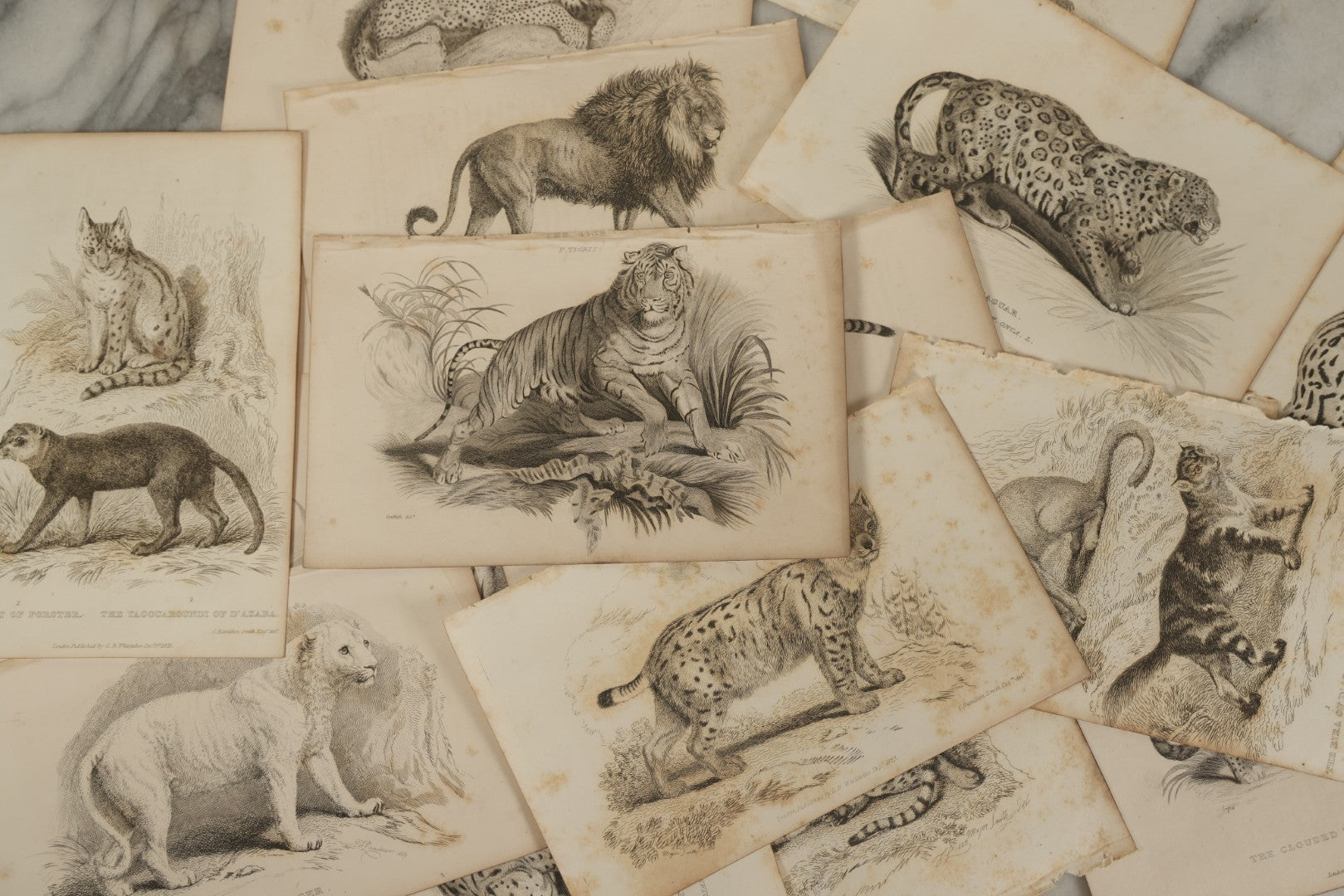 Lot 069 - Grouping Of 20+ Antique Engravings Of Big Cats, Felines, Including Tigers, Lions, Leopards, , Etc., Circa 1827