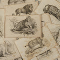 Lot 069 - Grouping Of 20+ Antique Engravings Of Big Cats, Felines, Including Tigers, Lions, Leopards, , Etc., Circa 1827
