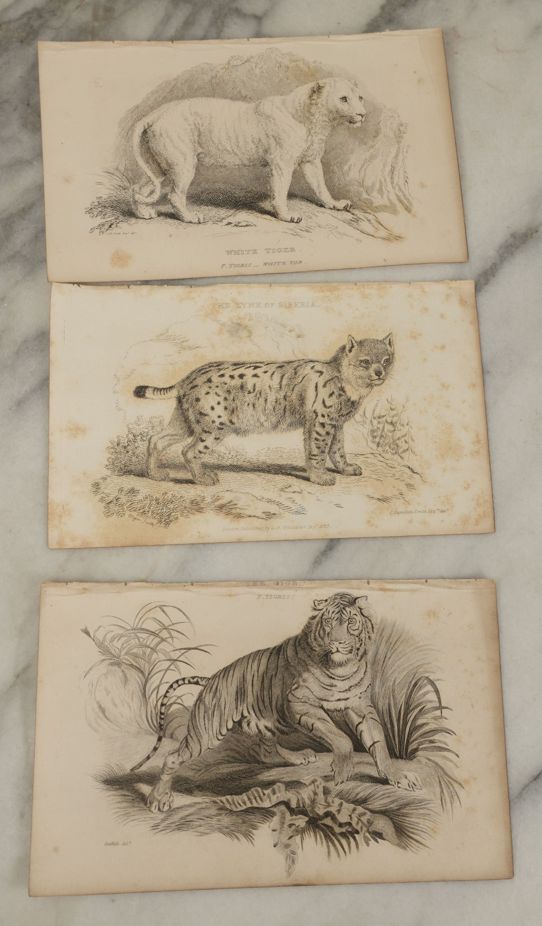 Lot 069 - Grouping Of 20+ Antique Engravings Of Big Cats, Felines, Including Tigers, Lions, Leopards, , Etc., Circa 1827