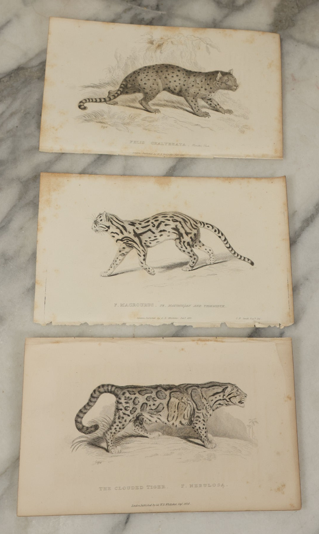 Lot 069 - Grouping Of 20+ Antique Engravings Of Big Cats, Felines, Including Tigers, Lions, Leopards, , Etc., Circa 1827