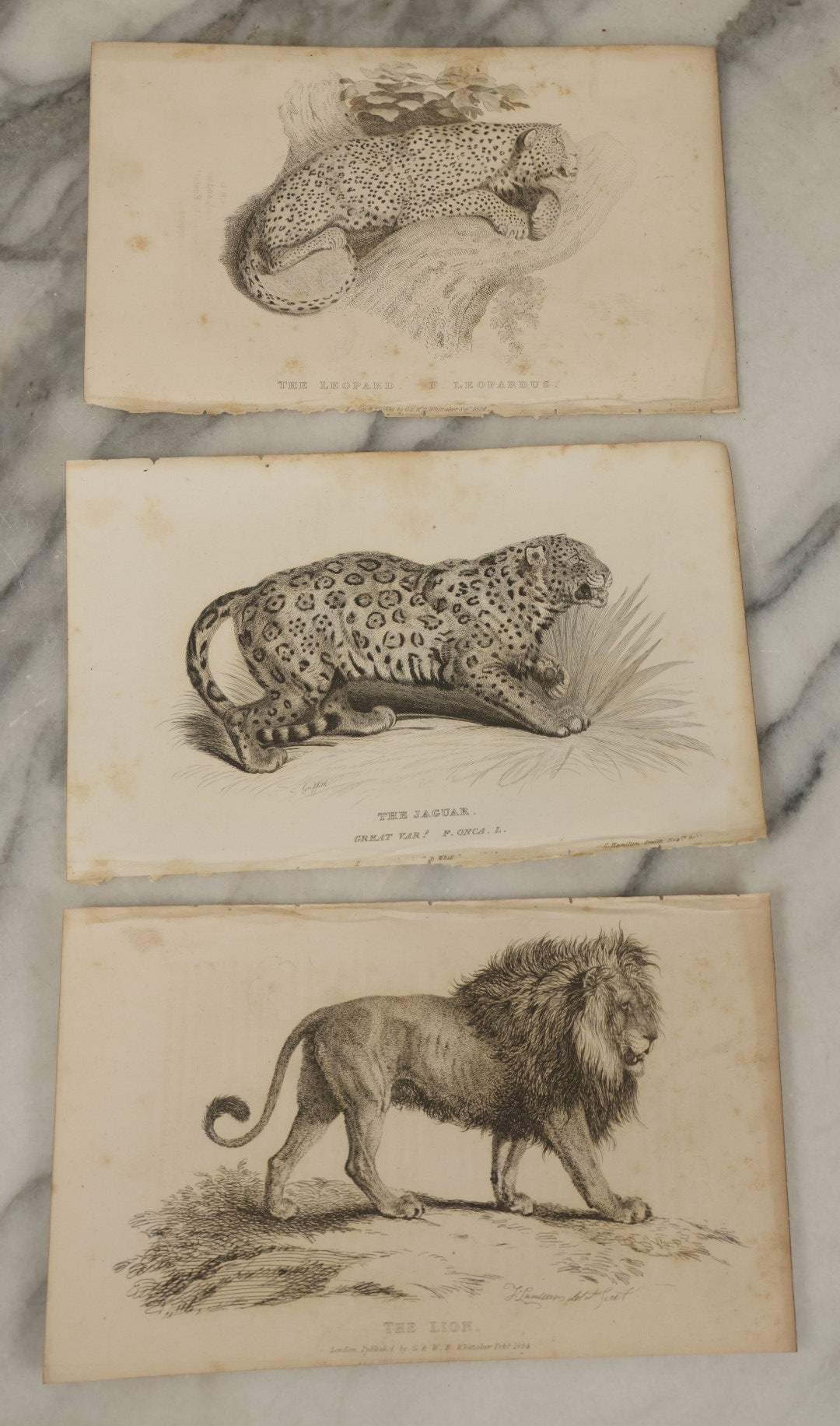 Lot 069 - Grouping Of 20+ Antique Engravings Of Big Cats, Felines, Including Tigers, Lions, Leopards, , Etc., Circa 1827