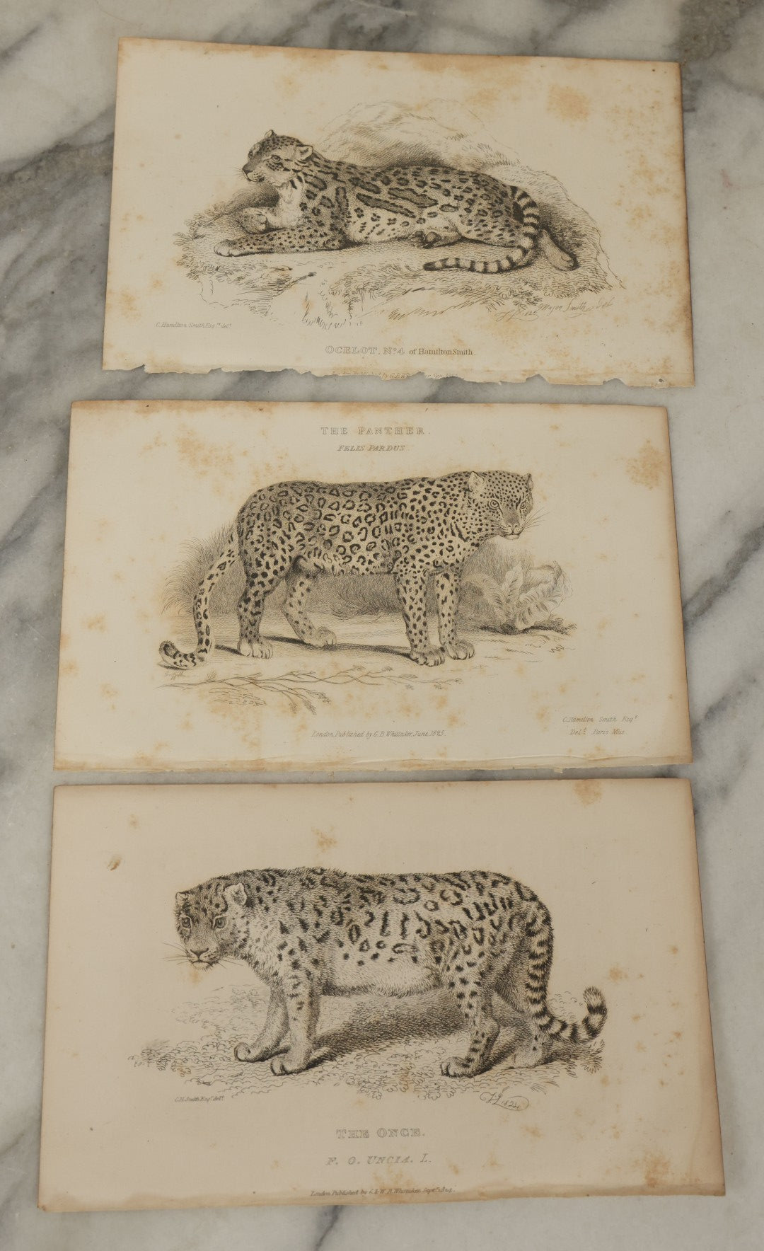 Lot 069 - Grouping Of 20+ Antique Engravings Of Big Cats, Felines, Including Tigers, Lions, Leopards, , Etc., Circa 1827