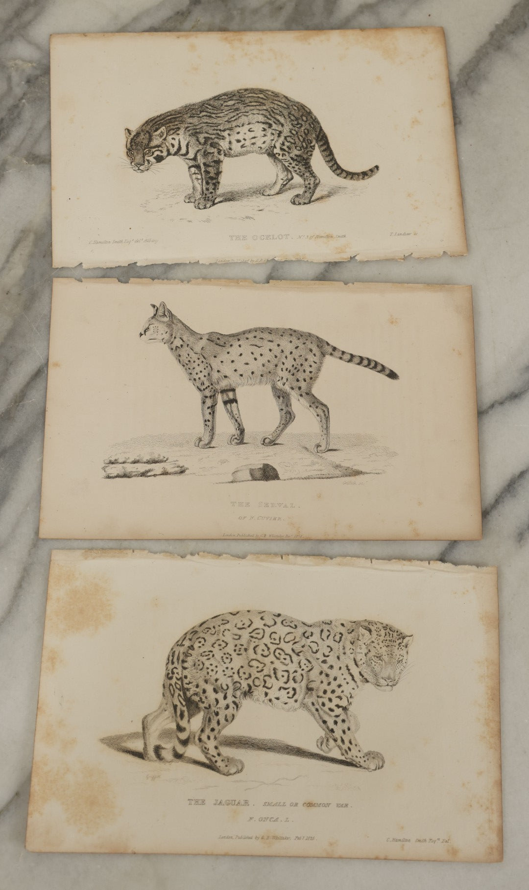 Lot 069 - Grouping Of 20+ Antique Engravings Of Big Cats, Felines, Including Tigers, Lions, Leopards, , Etc., Circa 1827