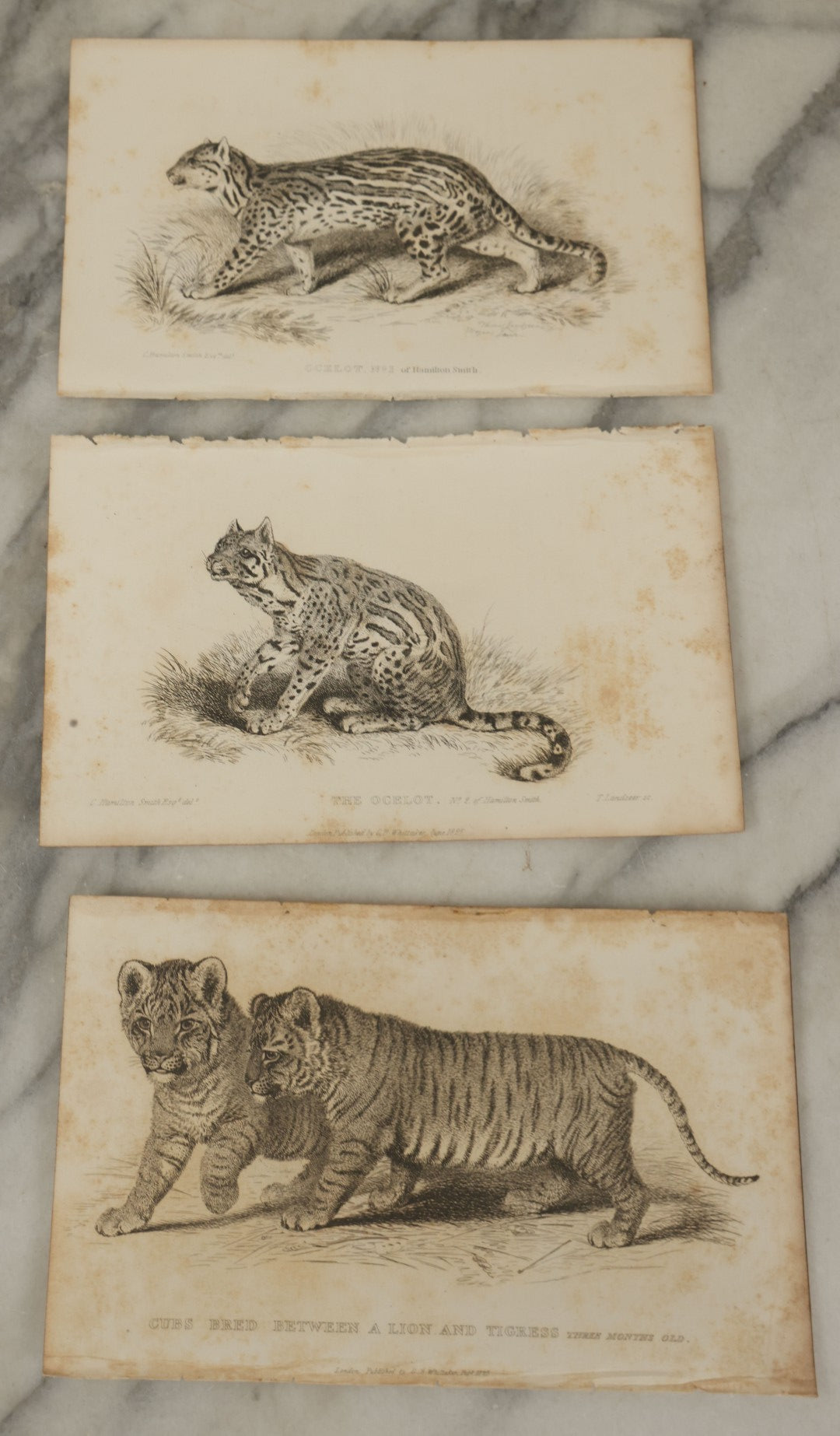 Lot 069 - Grouping Of 20+ Antique Engravings Of Big Cats, Felines, Including Tigers, Lions, Leopards, , Etc., Circa 1827