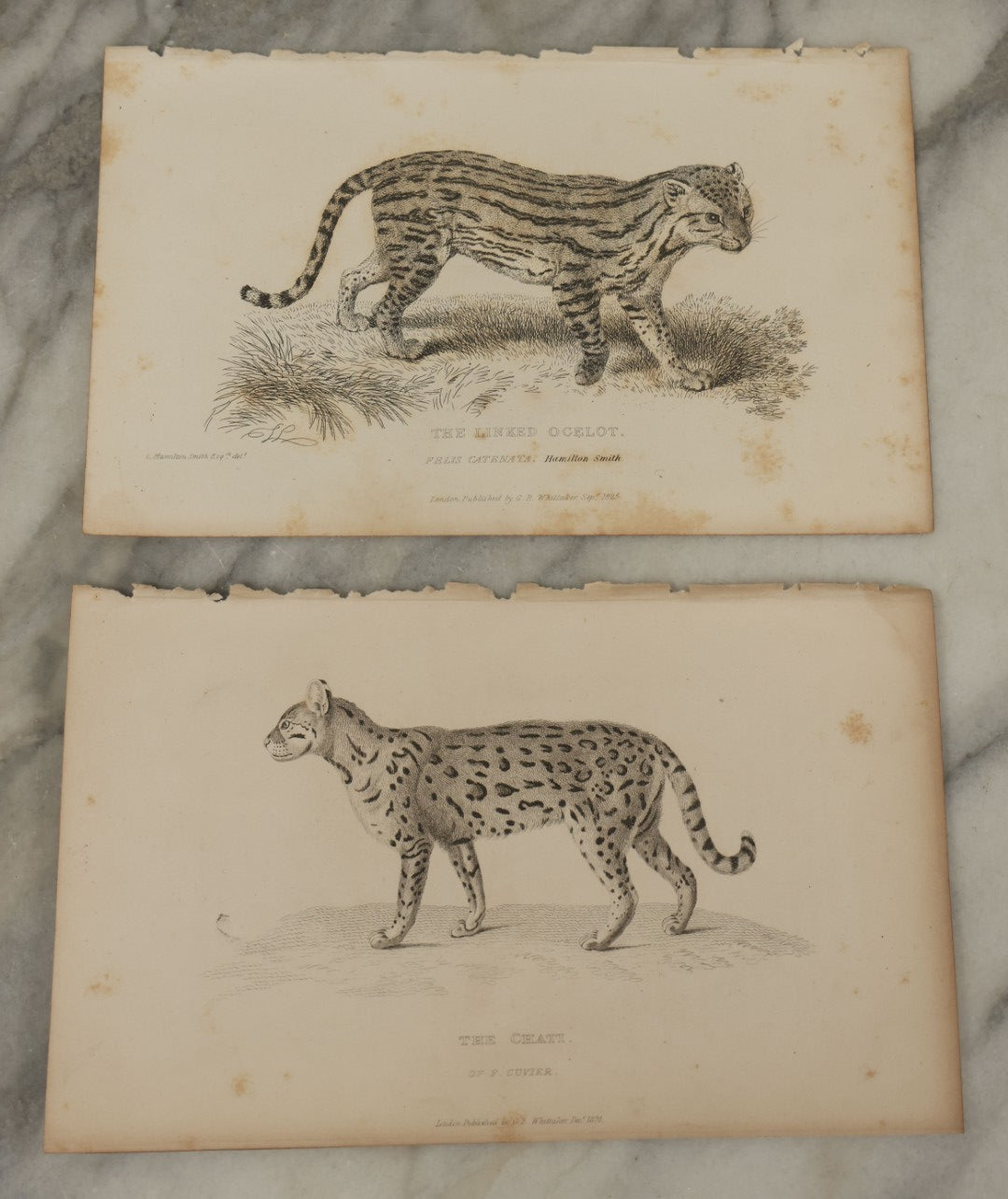 Lot 069 - Grouping Of 20+ Antique Engravings Of Big Cats, Felines, Including Tigers, Lions, Leopards, , Etc., Circa 1827