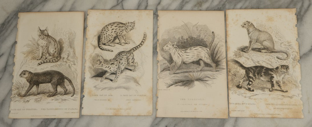 Lot 069 - Grouping Of 20+ Antique Engravings Of Big Cats, Felines, Including Tigers, Lions, Leopards, , Etc., Circa 1827