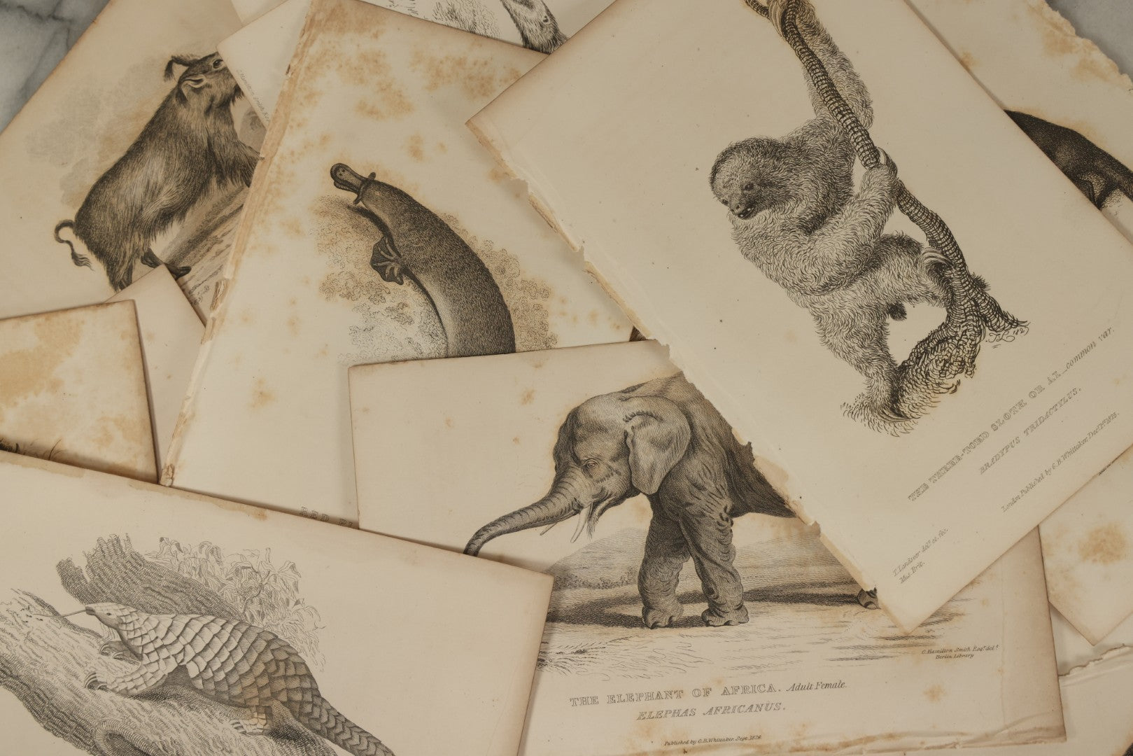Lot 070 - Grouping Of 35+ Antique Engravings Of Various Mammals Including Sloths, Black Wolf, Elephants, Platypus, Etc., Circa 1827