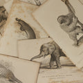 Lot 070 - Grouping Of 35+ Antique Engravings Of Various Mammals Including Sloths, Black Wolf, Elephants, Platypus, Etc., Circa 1827