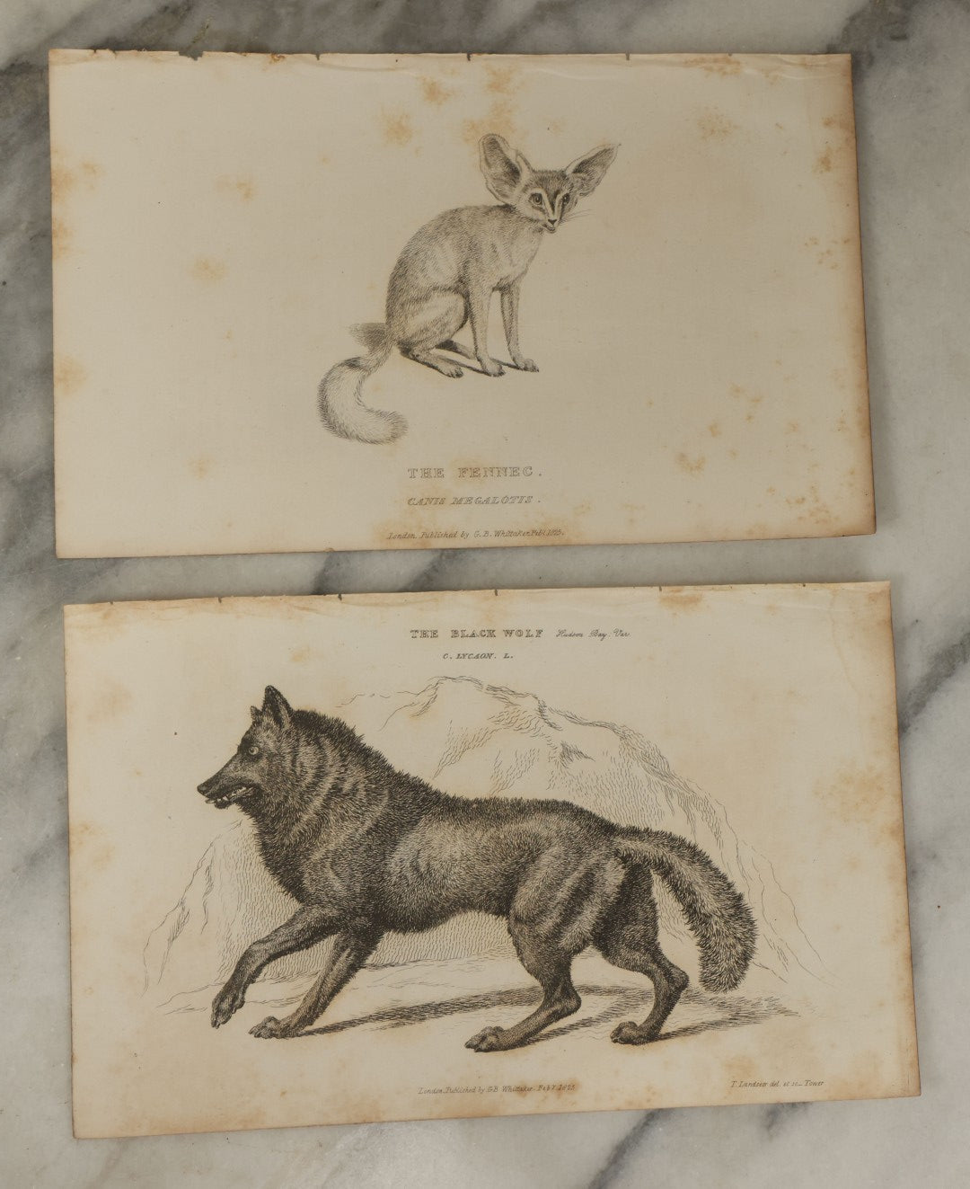 Lot 070 - Grouping Of 35+ Antique Engravings Of Various Mammals Including Sloths, Black Wolf, Elephants, Platypus, Etc., Circa 1827