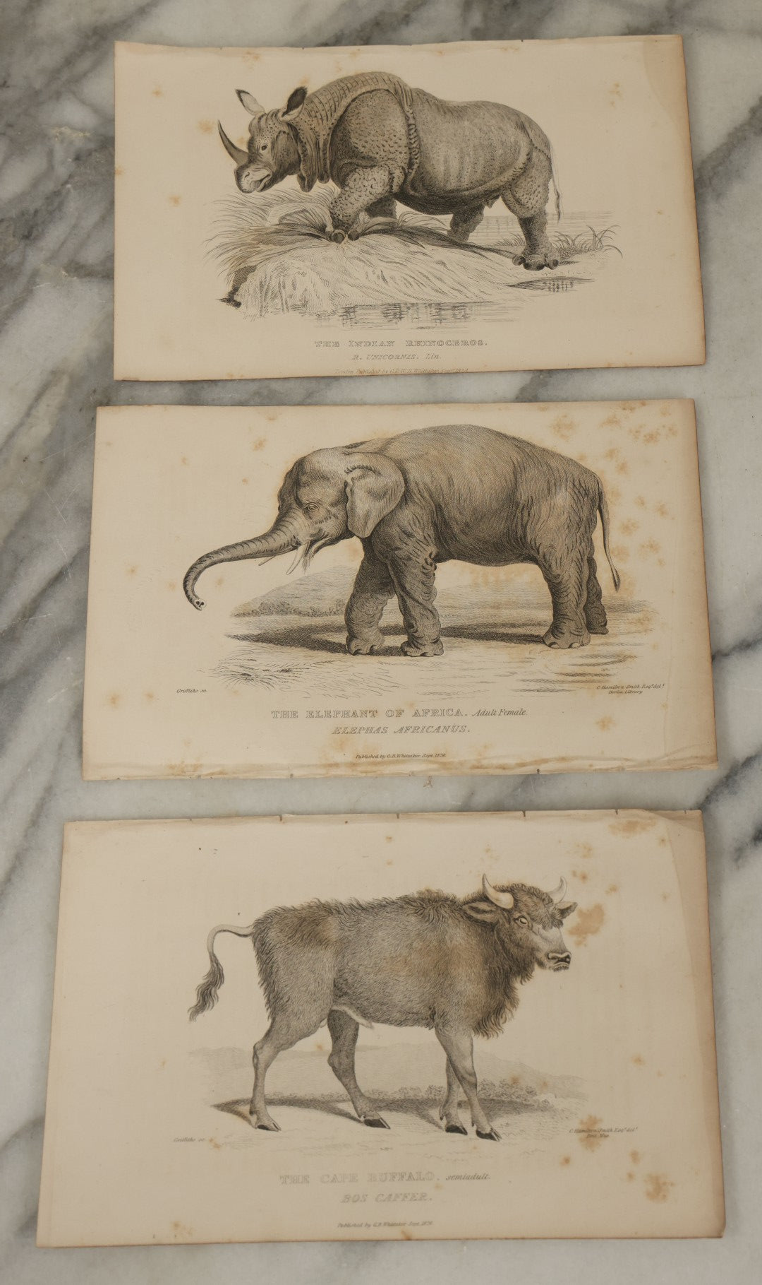 Lot 070 - Grouping Of 35+ Antique Engravings Of Various Mammals Including Sloths, Black Wolf, Elephants, Platypus, Etc., Circa 1827