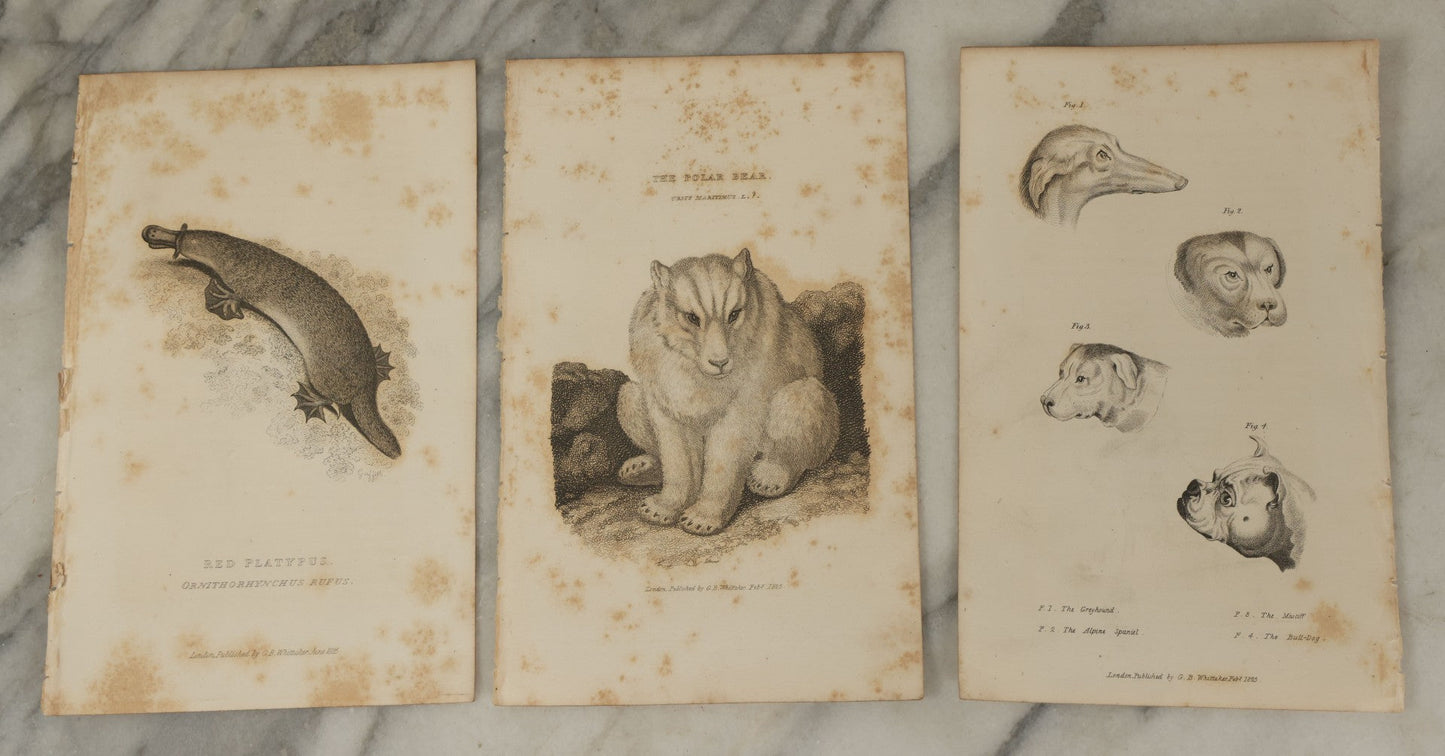 Lot 070 - Grouping Of 35+ Antique Engravings Of Various Mammals Including Sloths, Black Wolf, Elephants, Platypus, Etc., Circa 1827