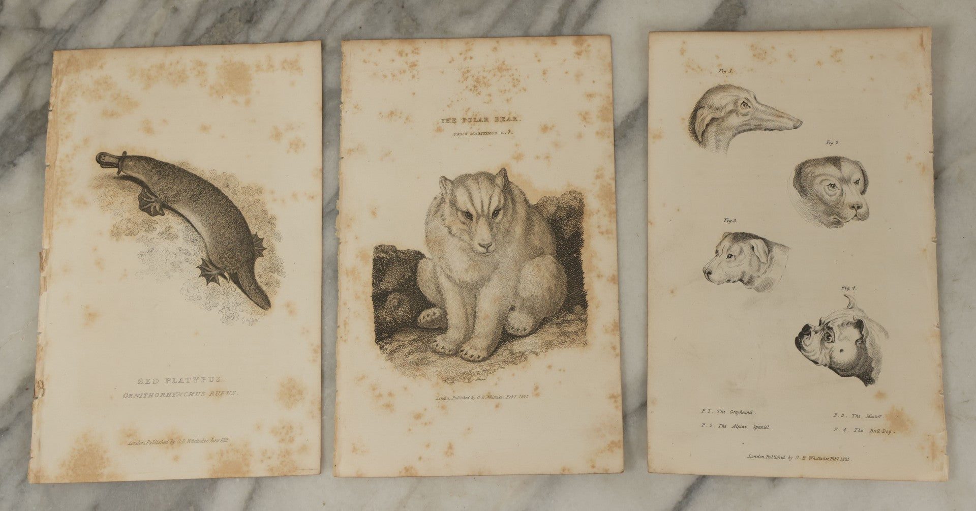 Lot 070 - Grouping Of 35+ Antique Engravings Of Various Mammals Including Sloths, Black Wolf, Elephants, Platypus, Etc., Circa 1827