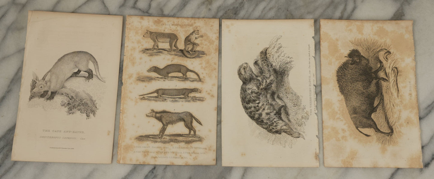 Lot 070 - Grouping Of 35+ Antique Engravings Of Various Mammals Including Sloths, Black Wolf, Elephants, Platypus, Etc., Circa 1827