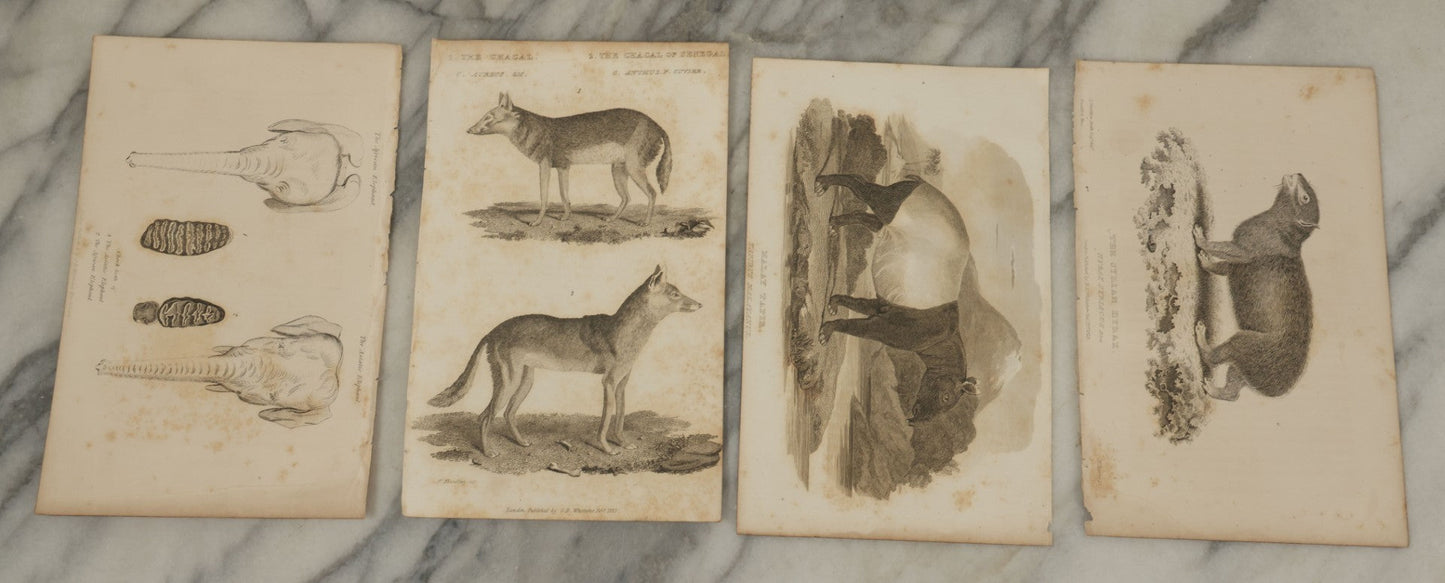 Lot 070 - Grouping Of 35+ Antique Engravings Of Various Mammals Including Sloths, Black Wolf, Elephants, Platypus, Etc., Circa 1827