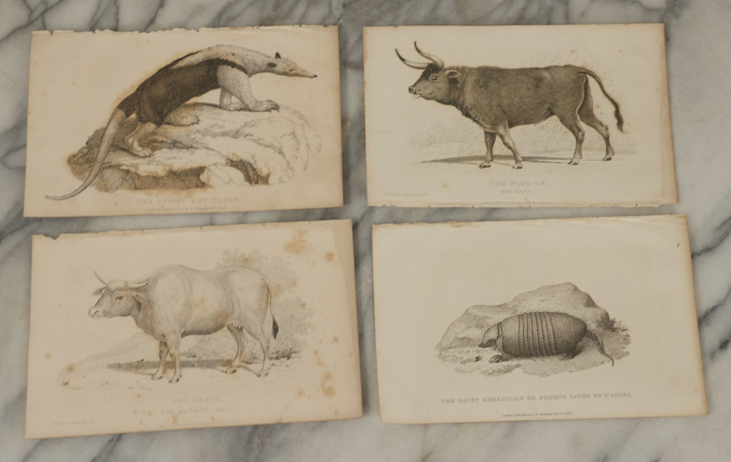 Lot 070 - Grouping Of 35+ Antique Engravings Of Various Mammals Including Sloths, Black Wolf, Elephants, Platypus, Etc., Circa 1827