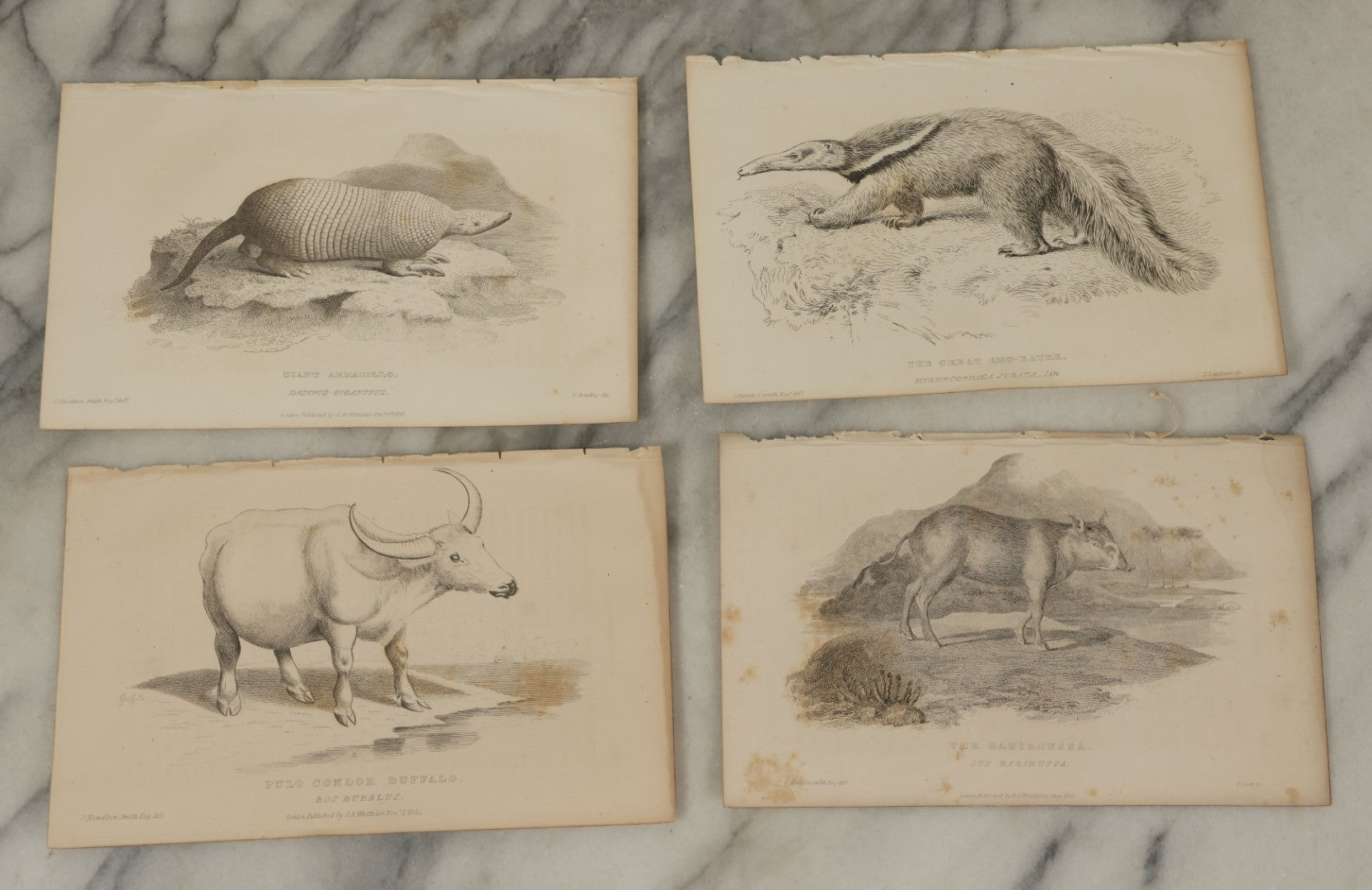 Lot 070 - Grouping Of 35+ Antique Engravings Of Various Mammals Including Sloths, Black Wolf, Elephants, Platypus, Etc., Circa 1827