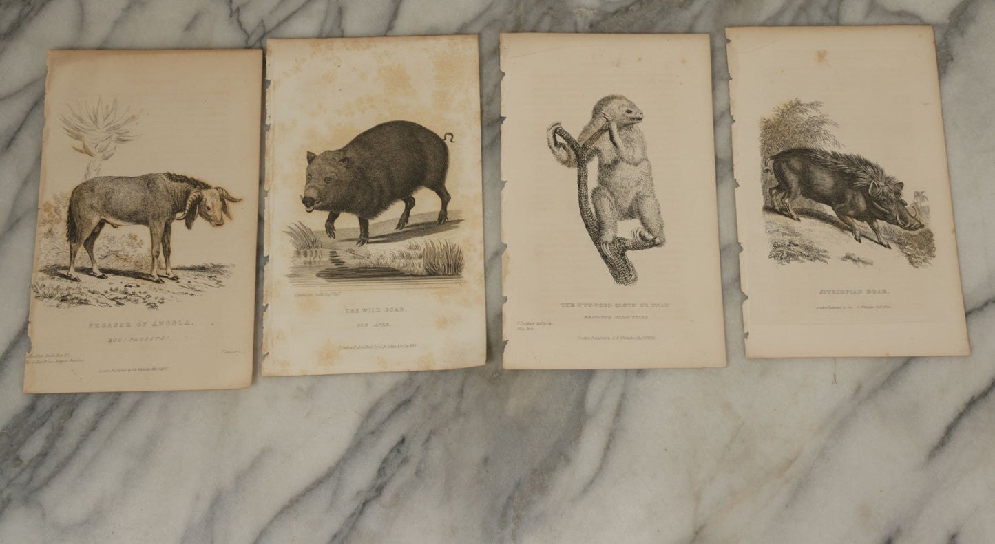 Lot 070 - Grouping Of 35+ Antique Engravings Of Various Mammals Including Sloths, Black Wolf, Elephants, Platypus, Etc., Circa 1827