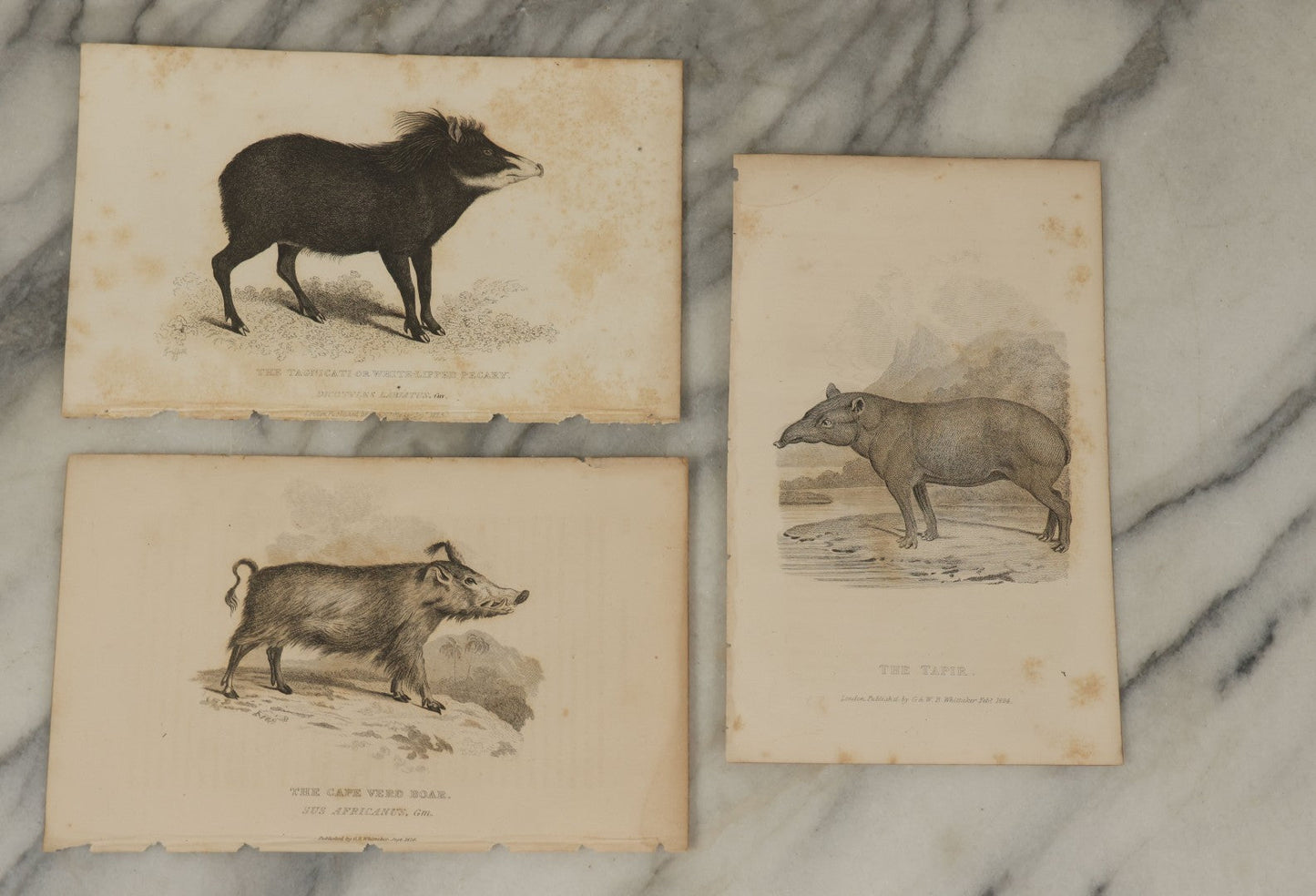Lot 070 - Grouping Of 35+ Antique Engravings Of Various Mammals Including Sloths, Black Wolf, Elephants, Platypus, Etc., Circa 1827