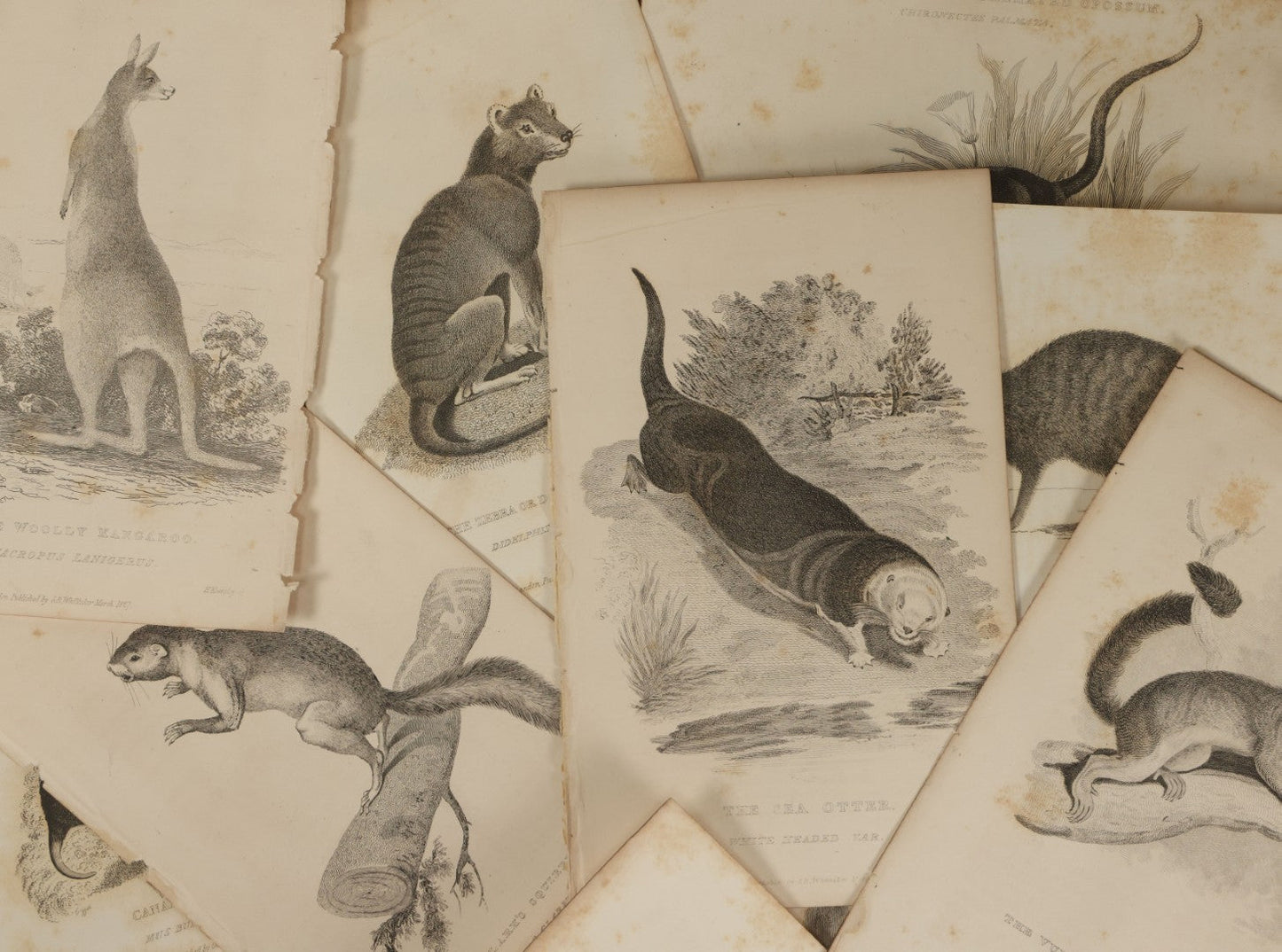 Lot 071 - Grouping Of 50+ Antique Engravings Of Various Rodents And Other Mammals Including Squirrels, Otters, Etc., Circa 1827
