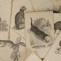 Lot 071 - Grouping Of 50+ Antique Engravings Of Various Rodents And Other Mammals Including Squirrels, Otters, Etc., Circa 1827