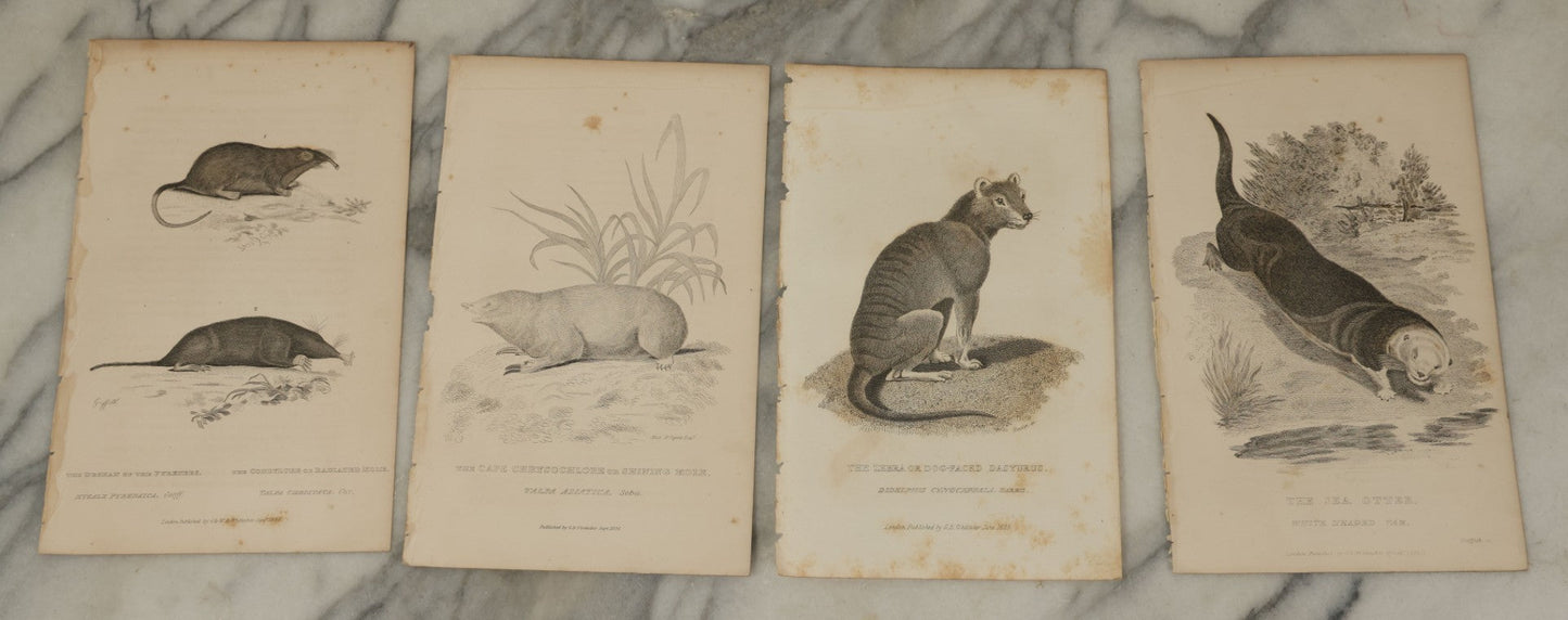 Lot 071 - Grouping Of 50+ Antique Engravings Of Various Rodents And Other Mammals Including Squirrels, Otters, Etc., Circa 1827