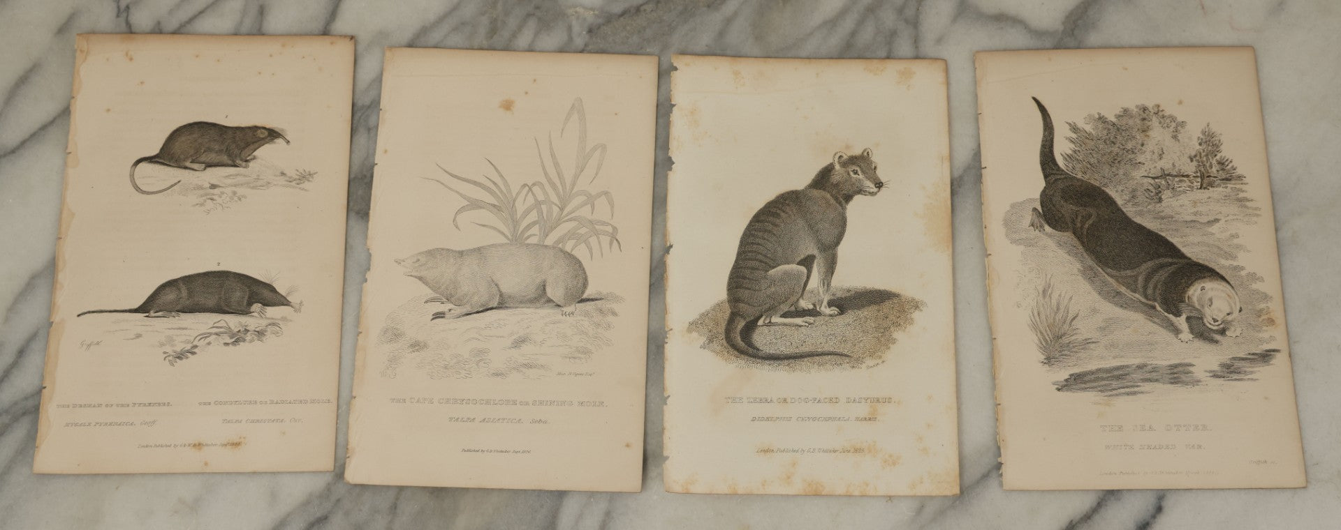 Lot 071 - Grouping Of 50+ Antique Engravings Of Various Rodents And Other Mammals Including Squirrels, Otters, Etc., Circa 1827