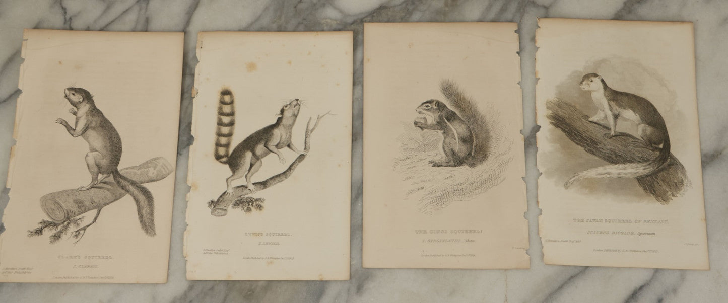 Lot 071 - Grouping Of 50+ Antique Engravings Of Various Rodents And Other Mammals Including Squirrels, Otters, Etc., Circa 1827