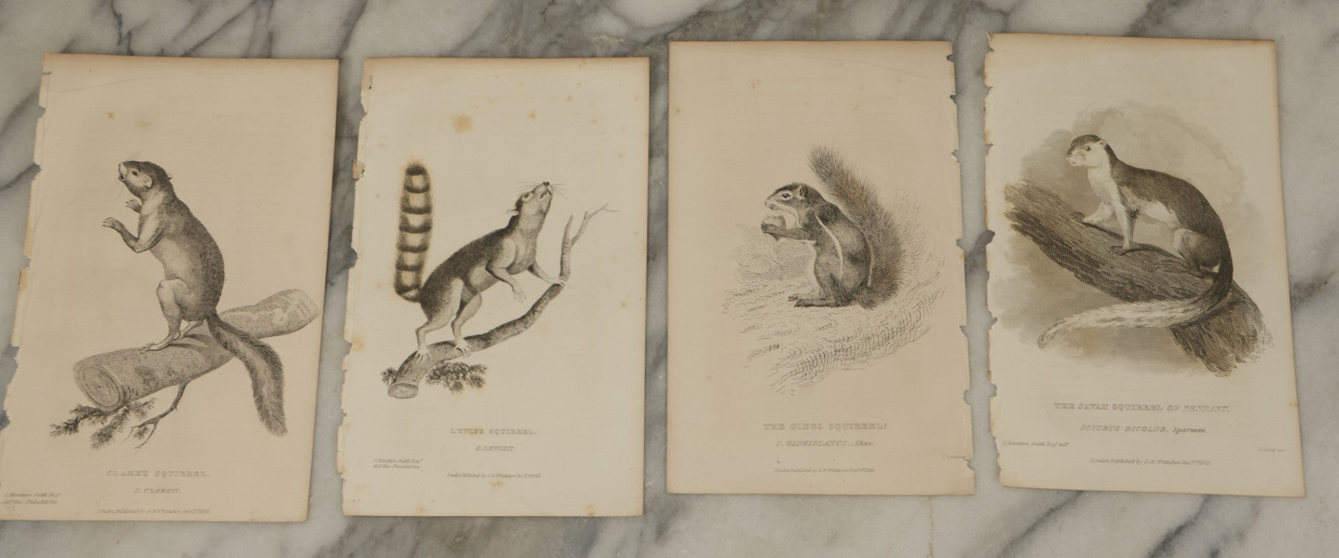 Lot 071 - Grouping Of 50+ Antique Engravings Of Various Rodents And Other Mammals Including Squirrels, Otters, Etc., Circa 1827
