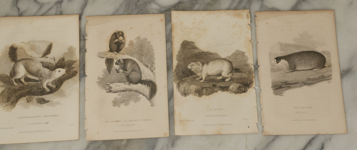 Lot 071 - Grouping Of 50+ Antique Engravings Of Various Rodents And Other Mammals Including Squirrels, Otters, Etc., Circa 1827