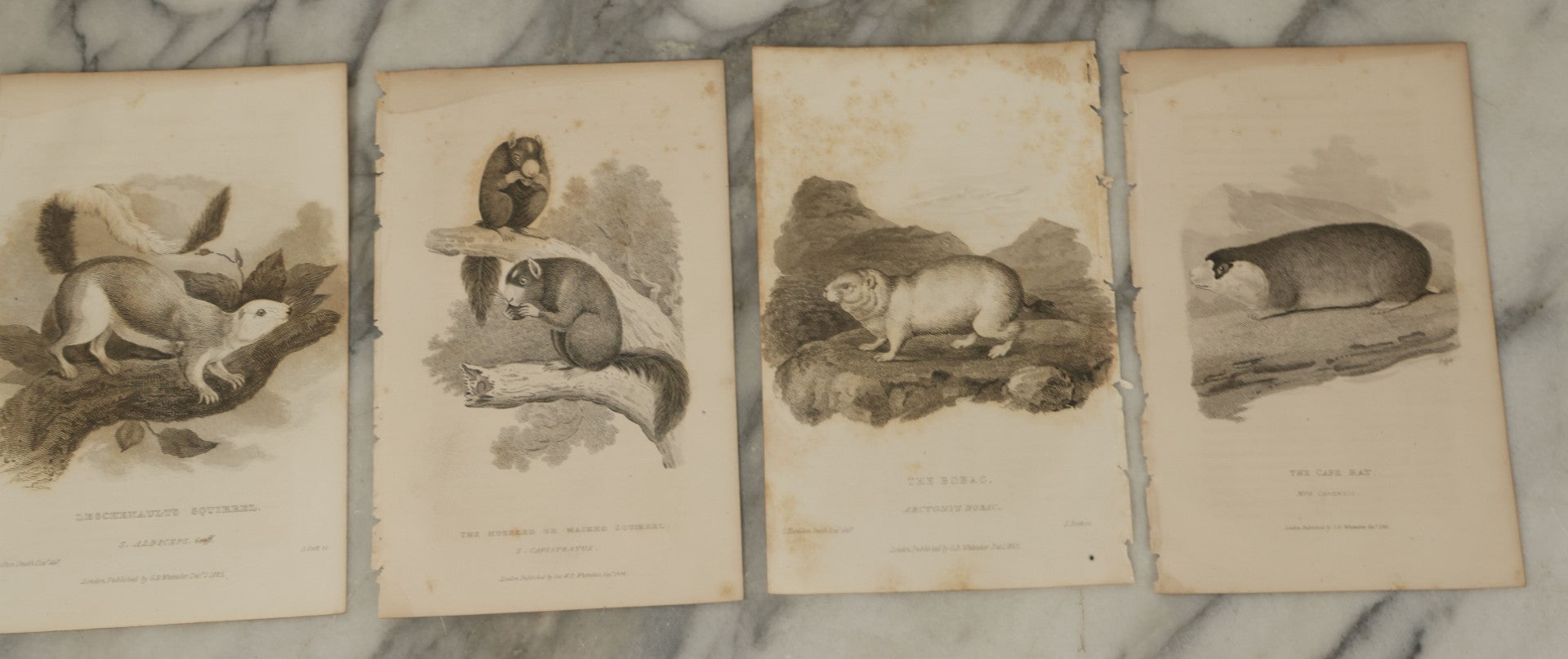 Lot 071 - Grouping Of 50+ Antique Engravings Of Various Rodents And Other Mammals Including Squirrels, Otters, Etc., Circa 1827